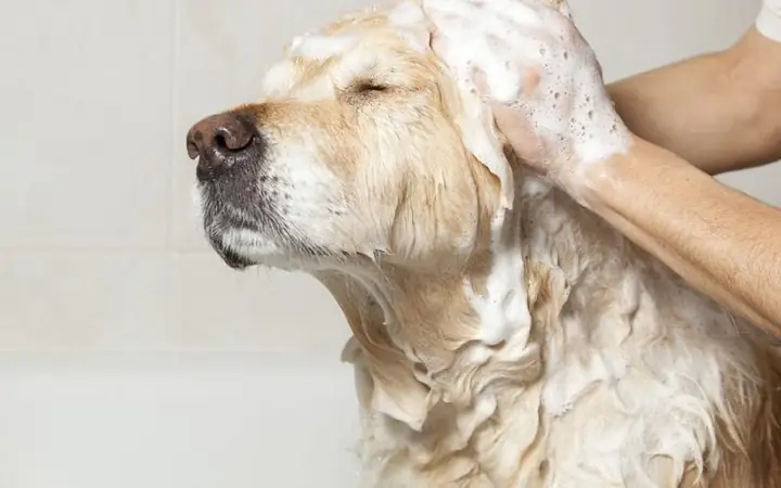 Tiêu Chuẩn 1: Chú Chó Có Bộ Lông Mềm Mượt, Không Xơ Rối