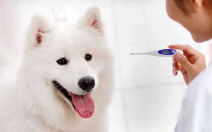 Tiêu Chuẩn 3: Nhiệt Độ Cơ Thể, Nhịp Tim Và Tim Ở Mức Tiêu Chuẩn