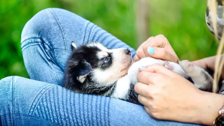 5lưu Ý Khi Chăm Sóc Và Nuôi Chó