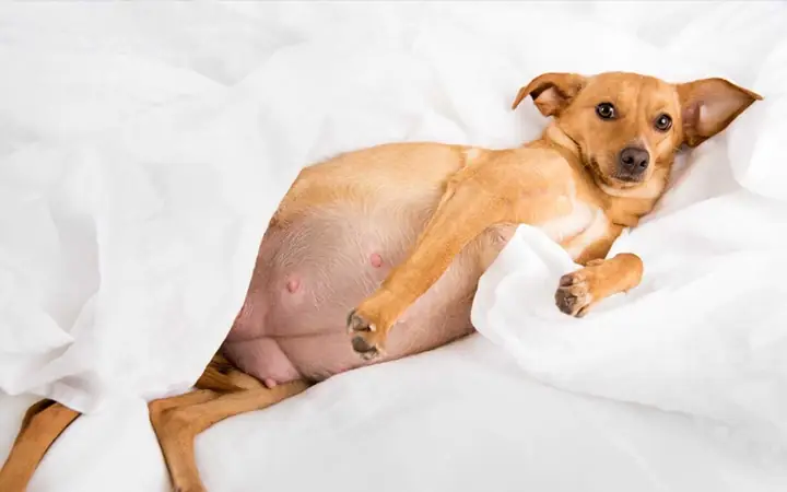 Vấn Đề Dinh Dưỡng