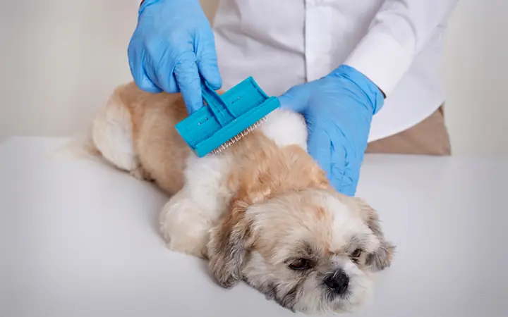 Tiêu Chuẩn 1: Chú Chó Có Bộ Lông Mềm Mượt, Không Xơ Rối