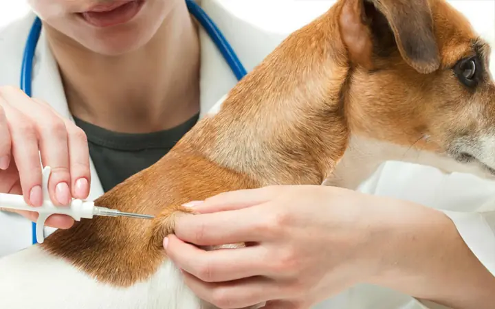 Tiêm Phòng Cho Chó