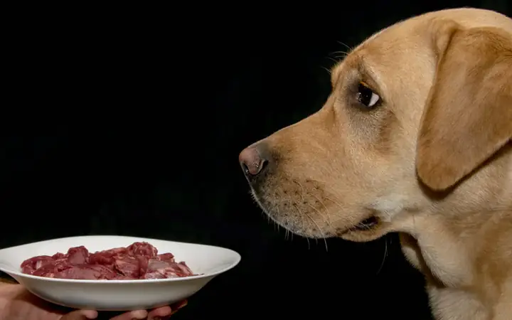 4cách Nuôi Chó Nhanh Lớn Sau 6 Tháng Tuổi