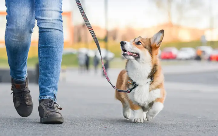 Dắt Chó Đi Dạo
