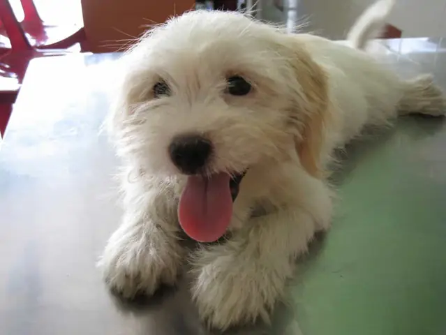 Ngộ Độc Chocolate