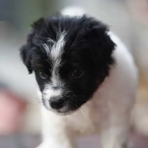 Bệnh Dại Ở Chó Nhật