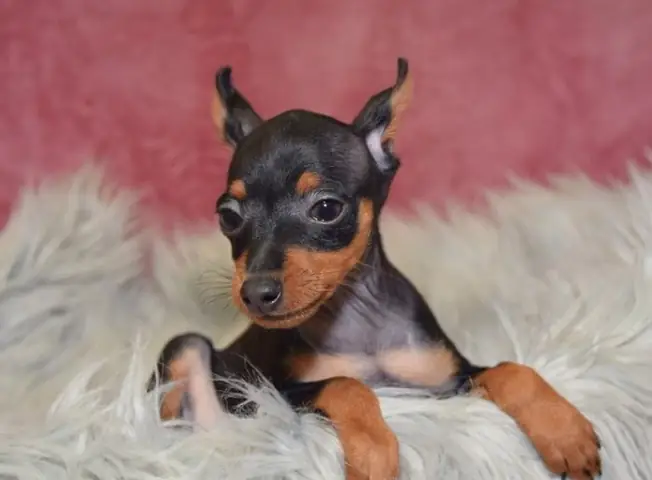 Thực Hiện Kiểm Tra Thú Y Thường Xuyên