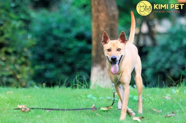 [từ A-z] Cách Nuôi Và Chăm Sóc Chó Phú Quốc Đúng Kỹ Thuật Nhất