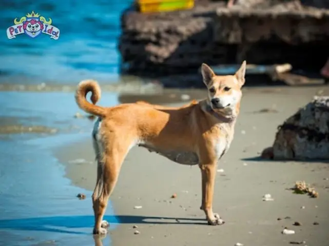 Cách Nuôi Chó Phú Quốc Ở Đất Liền Khỏe Mạnh Toàn Diện Cách Nuôi Chó Phú Quốc Ở Đất Liền Khỏe Mạnh Toàn Diện