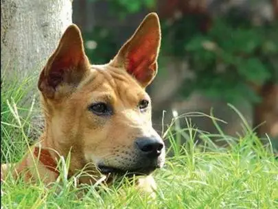 Đặc Điểm Thể Chất Nổi Bật Đặc Điểm Thể Chất Nổi Bật