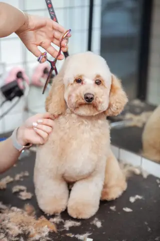 Cách Chăm Sóc Bộ Lông Của Chó Poodle