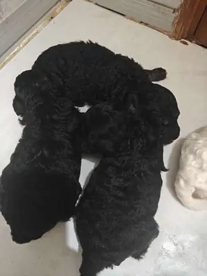 Chó Poodle Con Đen Trắng Chó Poodle Con Đen Trắng