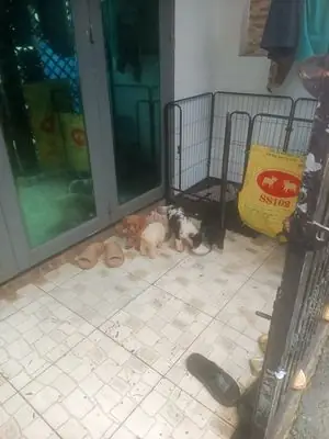 Chó Poodle Con 2 Tháng Tuổi Chó Poodle Con 2 Tháng Tuổi