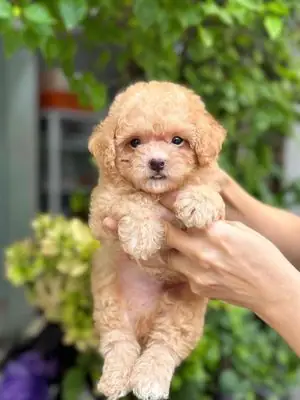 Chó Poodle Con Màu Nâu Đỏ, Kem Chó Poodle Con Màu Nâu Đỏ, Kem