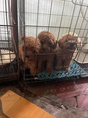 Chó Poodle Con Màu Nâu Đỏ Chó Poodle Con Màu Nâu Đỏ