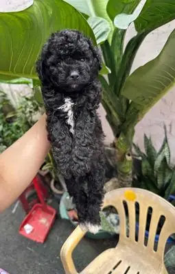 Chó Poodle Con Đực Cái Chó Poodle Con Đực Cái