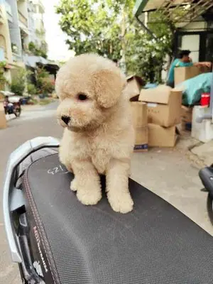 Chó Poodle Con Màu Vàng Mơ Chó Poodle Con Màu Vàng Mơ