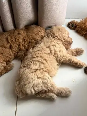 Chó Poodle Con Màu Nâu, Kem Chó Poodle Con Màu Nâu, Kem