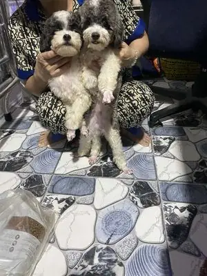 Chó Poodle Con Đen Trắng Cả Hai Giới Chó Poodle Con Đen Trắng Cả Hai Giới