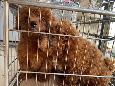Chó Poodle Con Màu Nâu Chó Poodle Con Màu Nâu