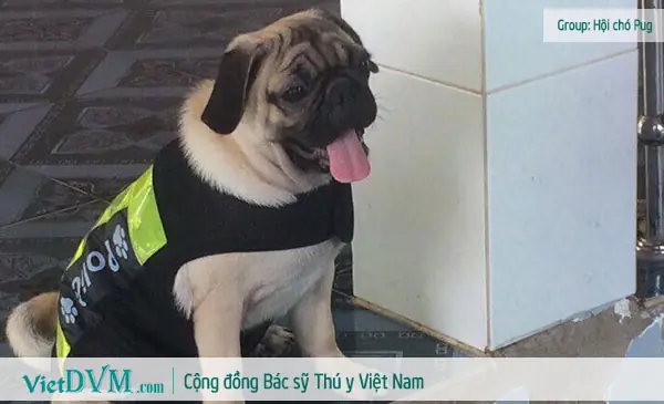 Chó Pug Ngày Càng Được Nhiều Người Ưa Chuộm Tại Việt Nam, Tại Sao Vậy?