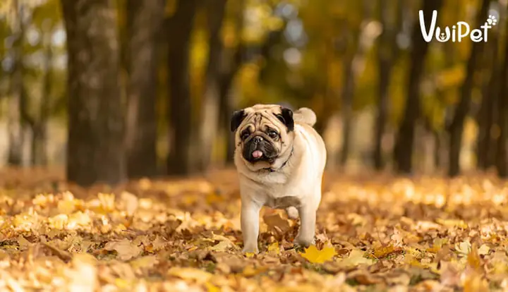 Các Đặc Điểm Nổi Bật Của Giống Chó Pug Mặt Xệ