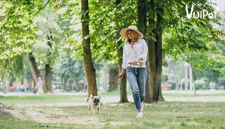 Cách Dạy Dỗ, Huấn Luyện Chó Pug