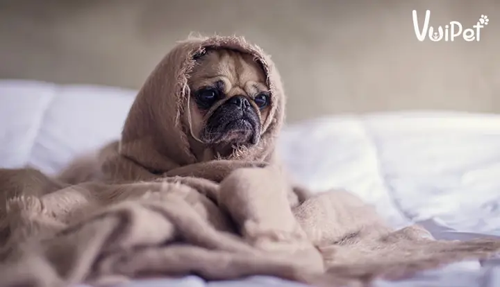 – Cách Tắm Cho Chó Pug