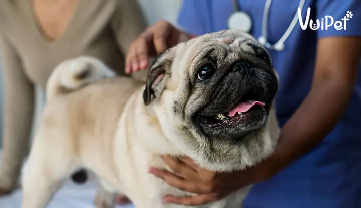 Các Vấn Đề Sức Khoẻ Phổ Biến Nhất Của Pug Là: