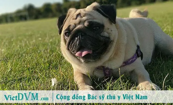 Thời Gian Mang Thai Của Chó Pug Là Bao Lâu?