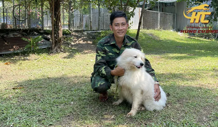 Cách Chăm Sóc Lông, Móng Cho Samoyed Cách Chăm Sóc Lông, Móng Cho Samoyed