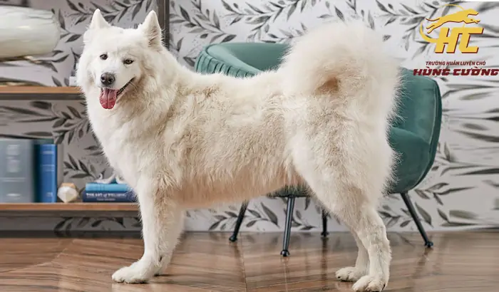 Cách Nuôi Chó Samoyed Con Và Trưởng Thành Chi Tiết Từ A-z Cách Nuôi Chó Samoyed Con Và Trưởng Thành Chi Tiết Từ A-z