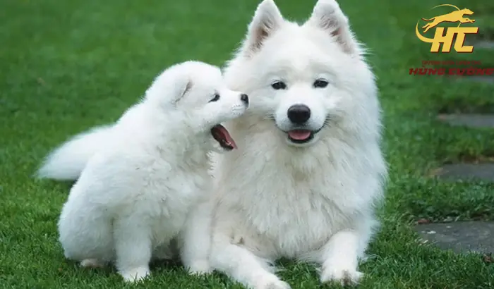 Môi Trường Sống Lý Tưởng Của Chó Samoyed Môi Trường Sống Lý Tưởng Của Chó Samoyed