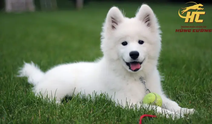 Tập Thể Dục Cho Samoyed Tập Thể Dục Cho Samoyed