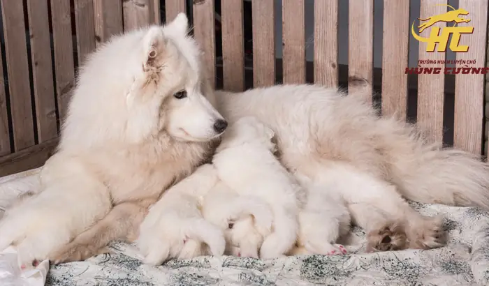 Cách Chăm Sóc Chó Samoyed Để Sinh Sản Cách Chăm Sóc Chó Samoyed Để Sinh Sản