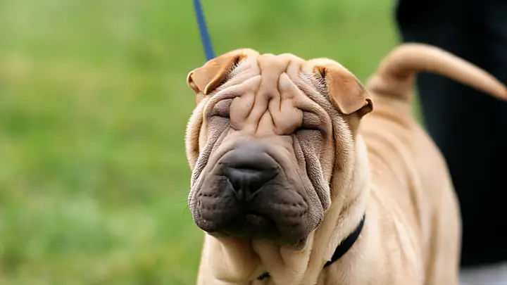 Thức Ăn Của Chó Shar Pei Thức Ăn Của Chó Shar Pei