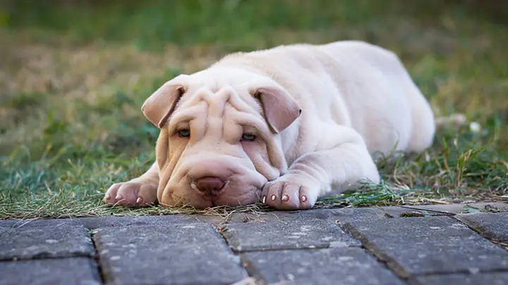 Lưu Ý Khi Mua Chó Shar Pei Lưu Ý Khi Mua Chó Shar Pei