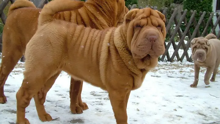 Lưu Ý Khi Nuôi Chó Shar Pei Lưu Ý Khi Nuôi Chó Shar Pei