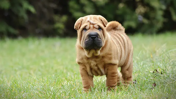 Đặc Điểm Tính Cách Chó Shar Pei Đặc Điểm Tính Cách Chó Shar Pei