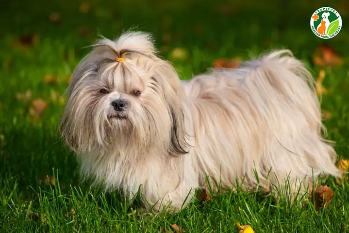 Tính Cách Của Chó Shih Tzu Tính Cách Của Chó Shih Tzu