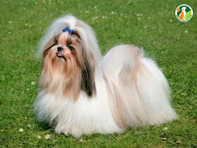 Nguồn Gốc Của Chó Shih Tzu Nguồn Gốc Của Chó Shih Tzu