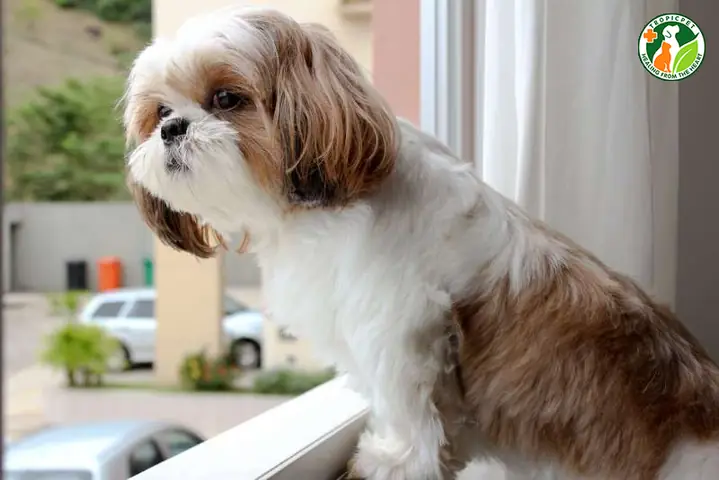 Chế Độ Ăn Uống