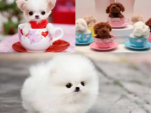 Đặc Điểm Tính Cách Của Chó Teacup Poodle