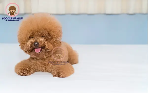 Hướng Dẫn Nuôi Chó Poodle Tiny Cho Người Mới Bắt Đầu