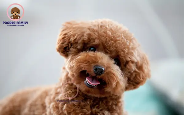 Những Điều Cần Lưu Ý Khi Nuôi Poodle Tiny