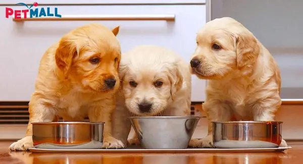 Lưu Ý Thứ Hai Khi Nuôi Chó Trong Nhà: Xem Quỹ Thời Gian Của Bạn Có Thích Hợp Để Nuôi Chó Không