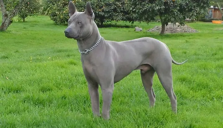 Nguồn Gốc Của Chó Lông Xoáy Thái Lan