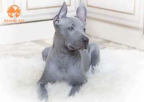 Giai Đoạn Trên 3 Tháng Đến 7 Tháng Tuổi: