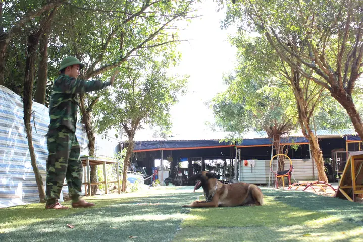 Bước 1: Kích Thích Sự Hung Dữ Ở Chó