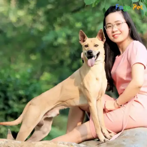 Những Điều Cần Biết Về Chó Phú Quốc